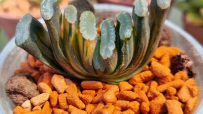 Haworthia Truncata "ILLUMINATION" var. - Зображення 2