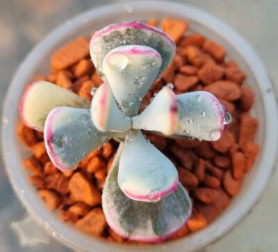 Cotyledon orbiculata var. flanaganii f. variegata - Зображення 2