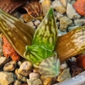 Haworthia "Zanteriana Witberg SH"