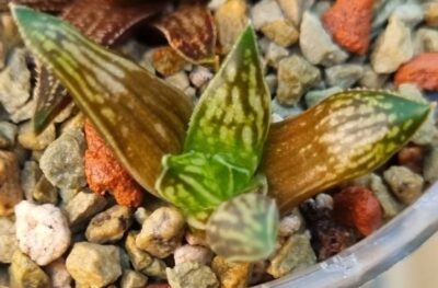Haworthia "Zanteriana Witberg SH"