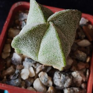 Astrophytum myriostigma