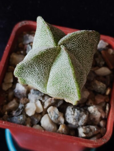 Astrophytum myriostigma