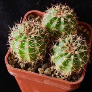 Lobivia aurea dobeana