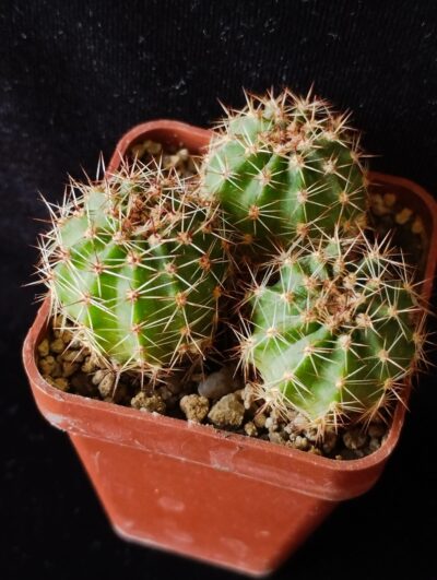 Lobivia aurea dobeana
