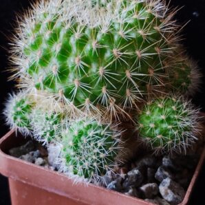 Rebutia violaciflora