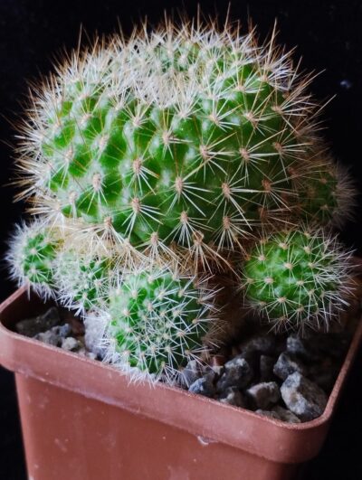 Rebutia violaciflora