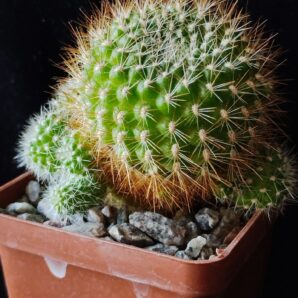 Rebutia violaciflora