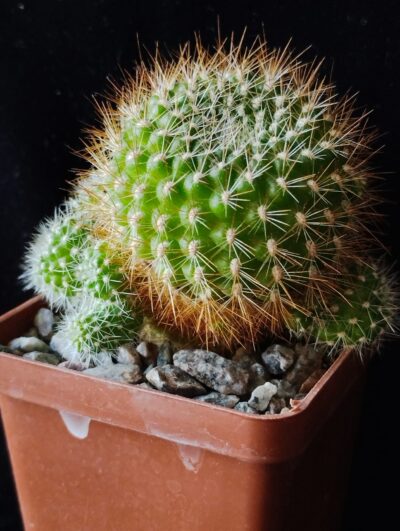 Rebutia violaciflora
