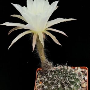 Pseudolobivia ancistrophora -JO 346(7x7)-1839B