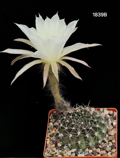 Pseudolobivia ancistrophora -JO 346(7x7)-1839B