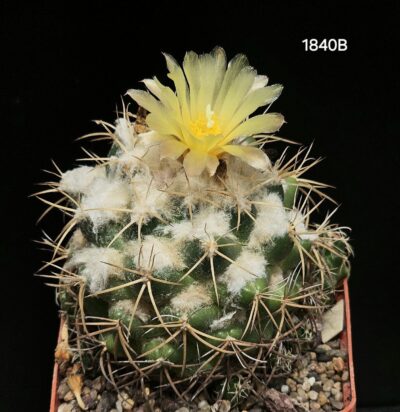 Coryphantha sulcolanata -(8x8)-1840B