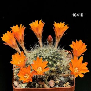 Aylostera flavistyla -FR 756(7x7)-1841B