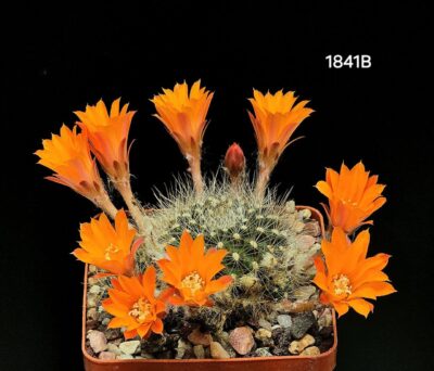 Aylostera flavistyla -FR 756(7x7)-1841B
