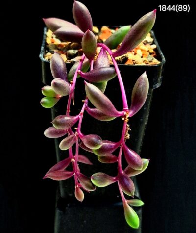 Othonna capensis `Ruby Necklace` (5x5)-1866(89) - Зображення 2