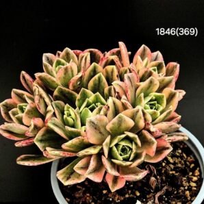 Aeonium `Bronze Medal` fa. variegata (8h)(D=10)- 11846(269)