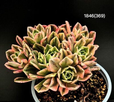 Aeonium `Bronze Medal` fa. variegata (8h)(D=10)- 11846(269)