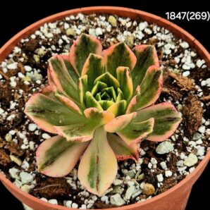 Aeonium `Bronze Medal` fa. variegata (D=8)-1847(269)