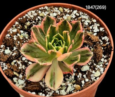 Aeonium `Bronze Medal` fa. variegata (D=8)-1847(269)