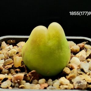 Conophytum maughanii ssp. armeniacum (pale fa.) - Bontkoei, COP 297-2(5x5)-1855(177)