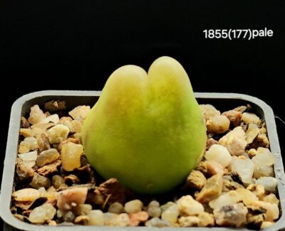Conophytum maughanii ssp. armeniacum (pale fa.) - Bontkoei, COP 297-2(5x5)-1855(177)