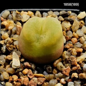 Conophytum maughanii ssp. latum - COP 166-7(5x5)- 1858(189)