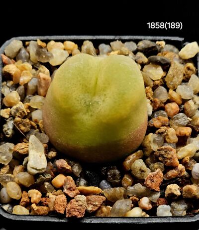 Conophytum maughanii ssp. latum - COP 166-7(5x5)- 1858(189)