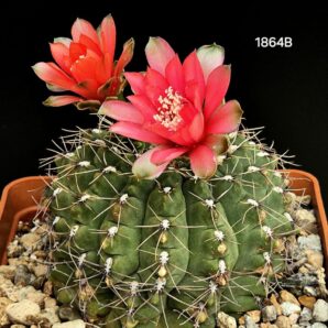 Gymnocalycium baldianum var. rubriflorum (12x12)- 1864B