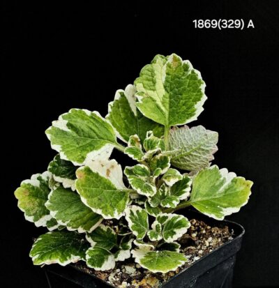 Plectranthus ERNSTII fa. variegata (A)-1869(329)