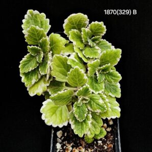 Plectranthus ERNSTII fa. variegata (B)-1870(329)