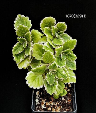 Plectranthus ERNSTII fa. variegata (B)-1870(329)
