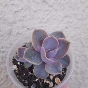 Echeveria Perle Von Nurnberg з діткою