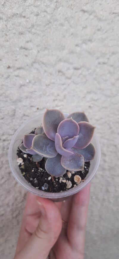Echeveria Perle Von Nurnberg з діткою