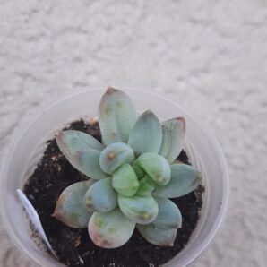 Pachyveria hookeri