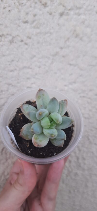 Pachyveria hookeri