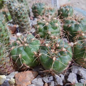 Gymnocalycium sp. от Bercht