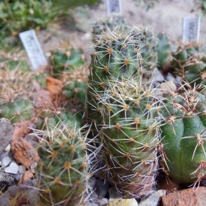 Mediolobivia atrovirens nova JN100