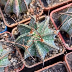 Astrophytum capricorne v. Minor Saltillo
