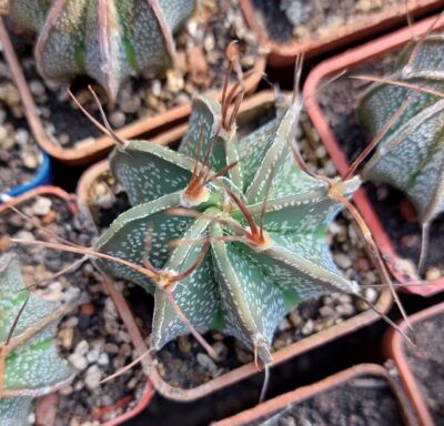 Astrophytum capricorne v. Minor Saltillo