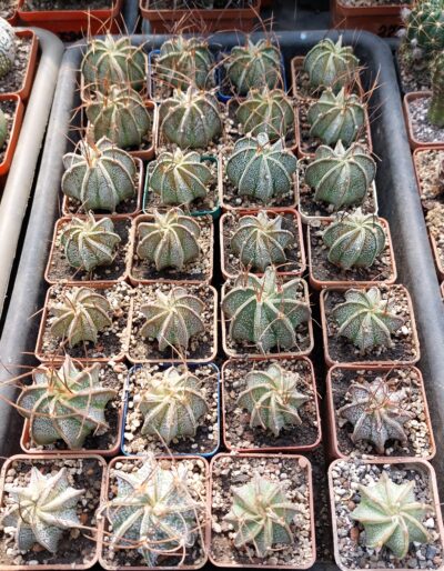 Astrophytum capricorne v. Minor Saltillo - Зображення 2