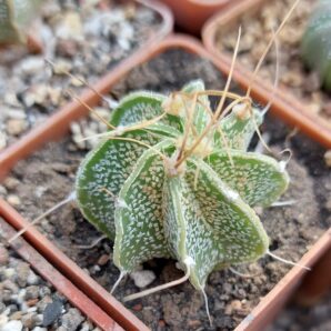 Astrophytum crassispinoides