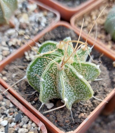 Astrophytum crassispinoides