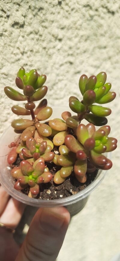 Sedum rubrotictum