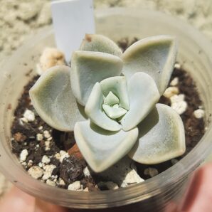 Echeveria Yeti