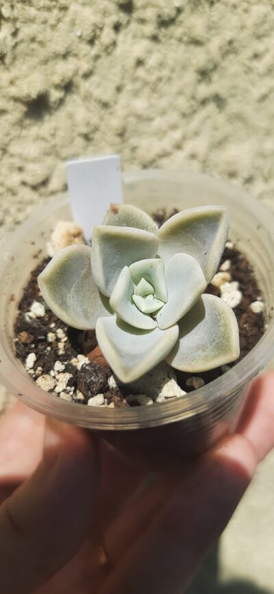 Echeveria Yeti