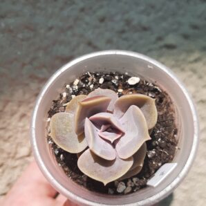 Echeveria Perle Von Nurnberg