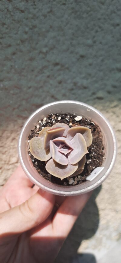 Echeveria Perle Von Nurnberg