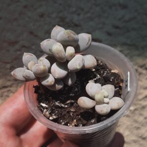 Pachyphytum oviferum