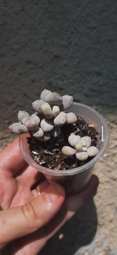 Pachyphytum oviferum
