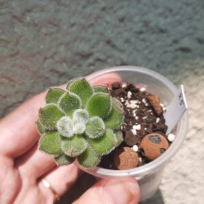 Echeveria Doris Taylor
