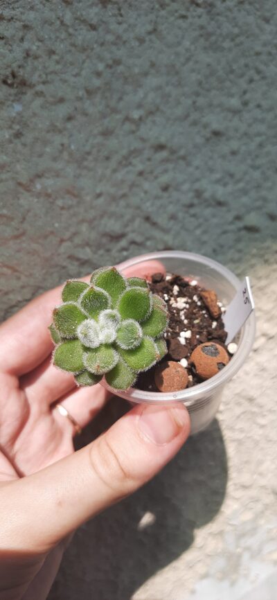 Echeveria Doris Taylor